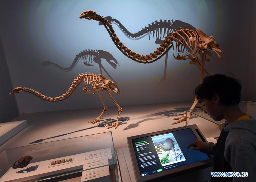 NEW ZEALAND-WELLINGTON-NATIONAL MUSEUM-NATURE EXHIBITION-REOPEN