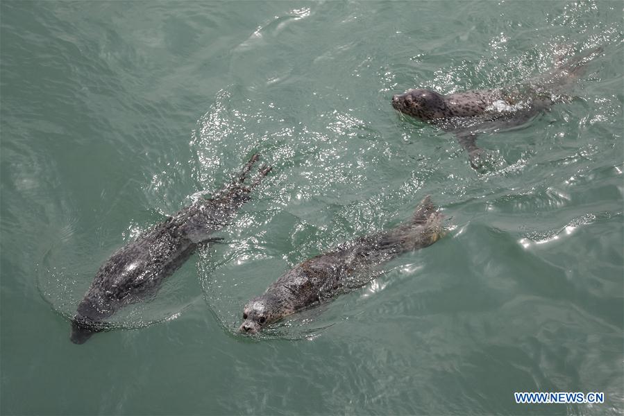 CHINA-LIAONING-DALIAN-RARE SEALS-RELEASE (CN)