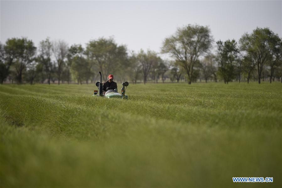 CHINA-NINGXIA-TONGXIN-FARMING (CN)