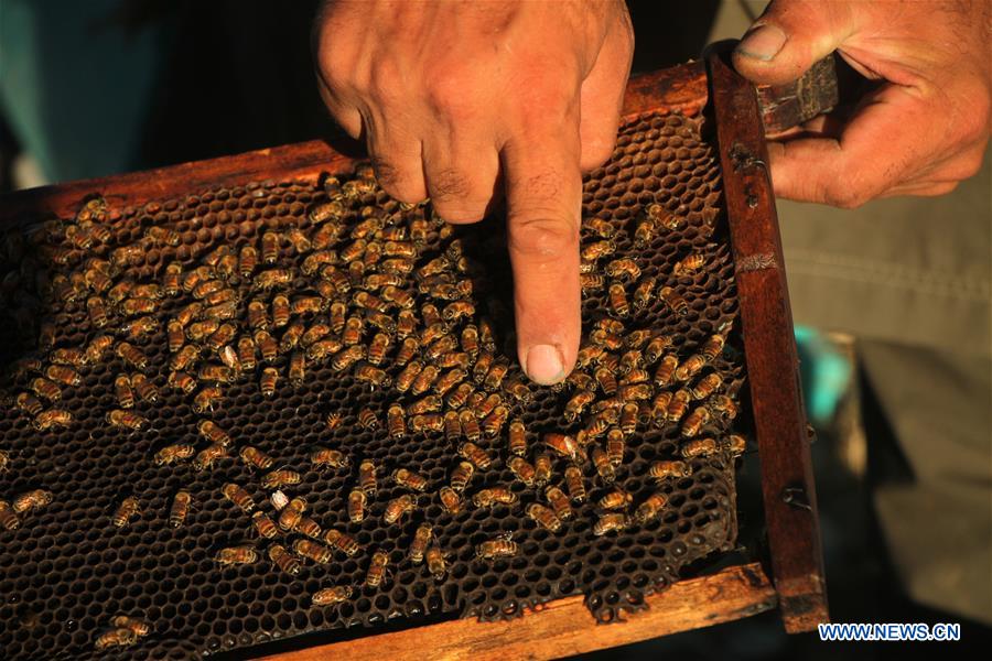 AFGHANISTAN-NANGARHAR-BEE FARM