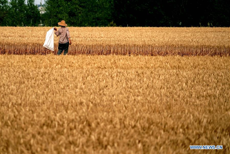 CHINA-HENAN-WHEAT-HARVEST (CN)