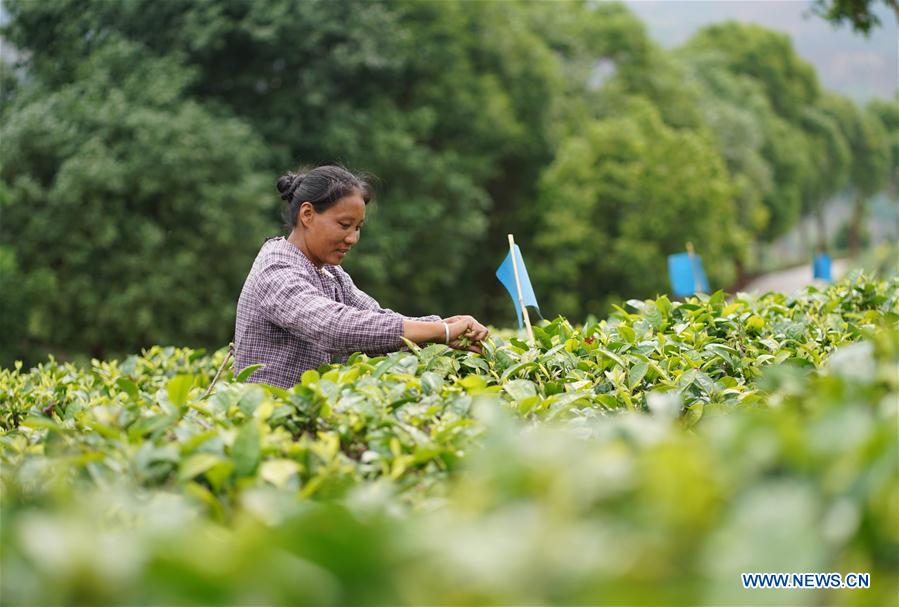 CHINA-YUNNAN-PU'ER-TEA PICKING (CN)