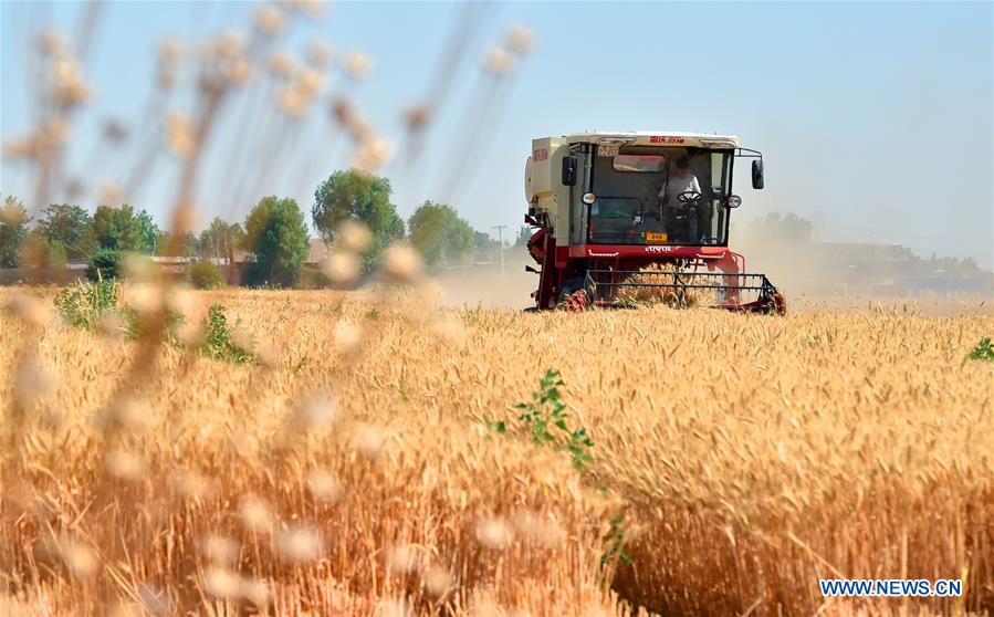 #CHINA-WHEAT-HARVEST (CN)