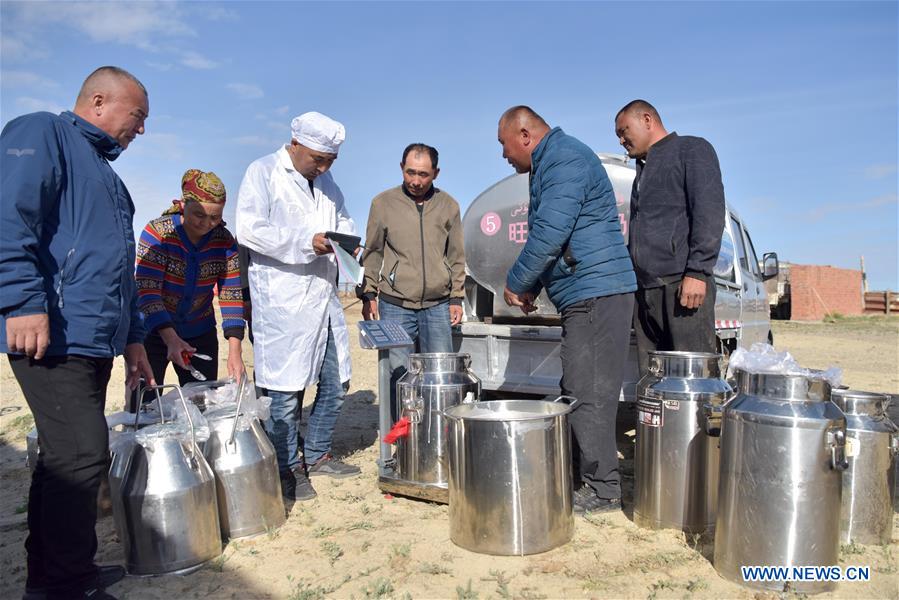 CHINA-XINJIANG-ALTAY-CAMEL BREEDING (CN)