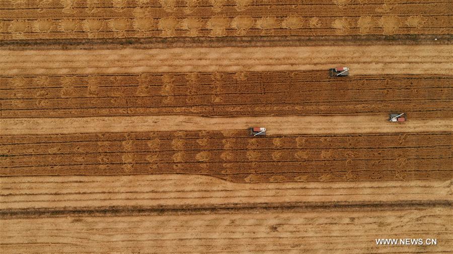 #CHINA-SHANDONG-WHEAT HARVEST(CN)