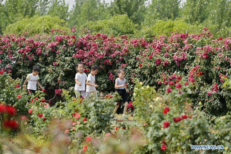 CHINA-HEBEI-CHINESE ROSE-MAZE (CN)