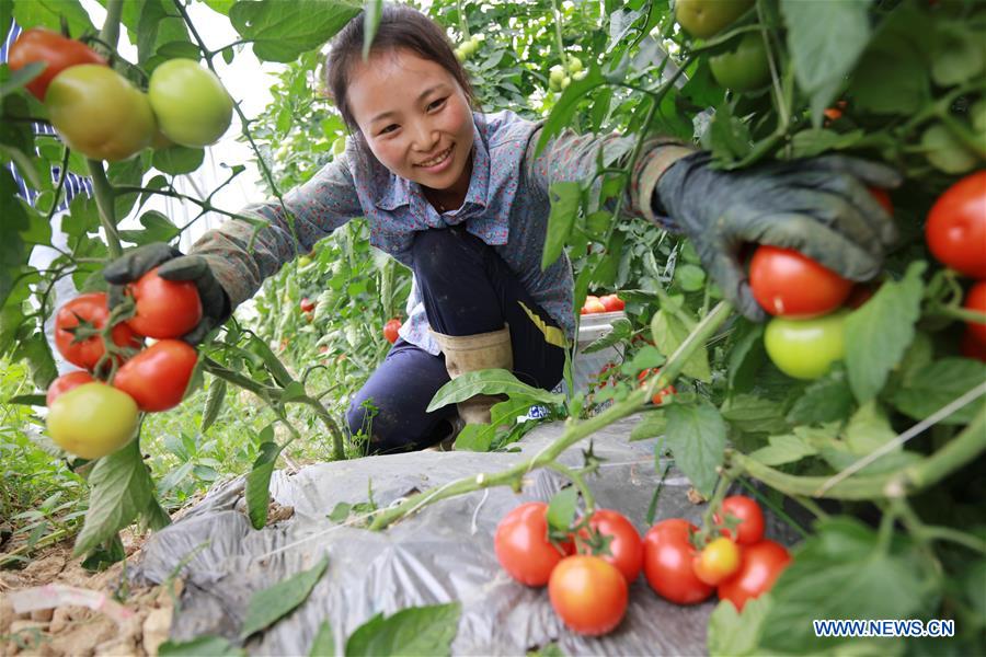 CHINA-GUIZHOU-SUMMER-HARVEST (CN)