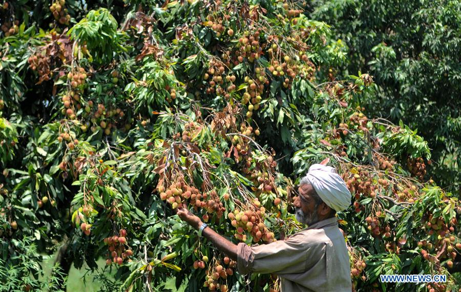 KASHMIR-JAMMU-LITCHI HARVEST