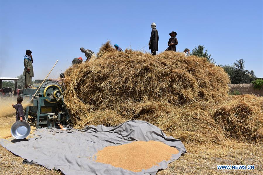 AFGHANISTAN-BALKH-WHEAT HARVEST