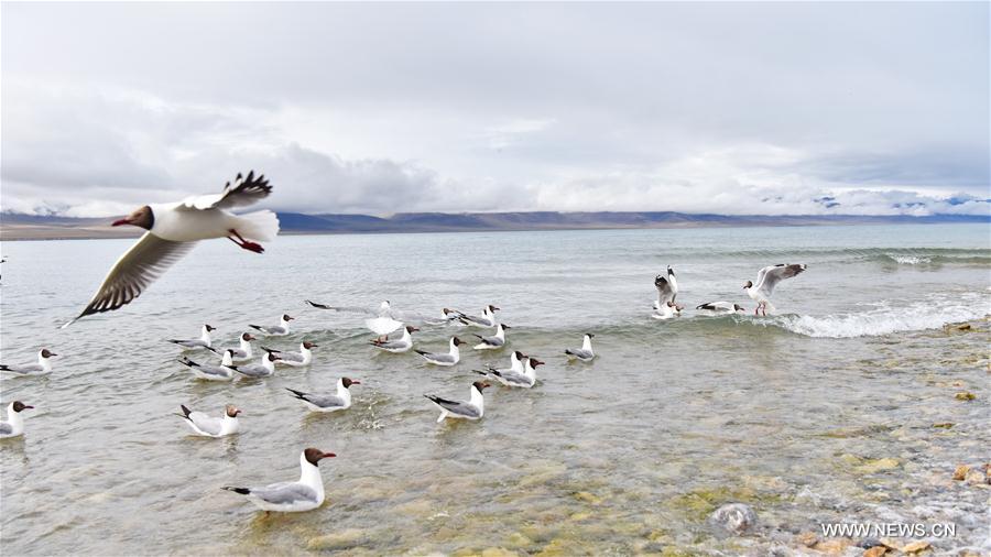 CHINA-TIBET-NAM CO-GULLS(CN)