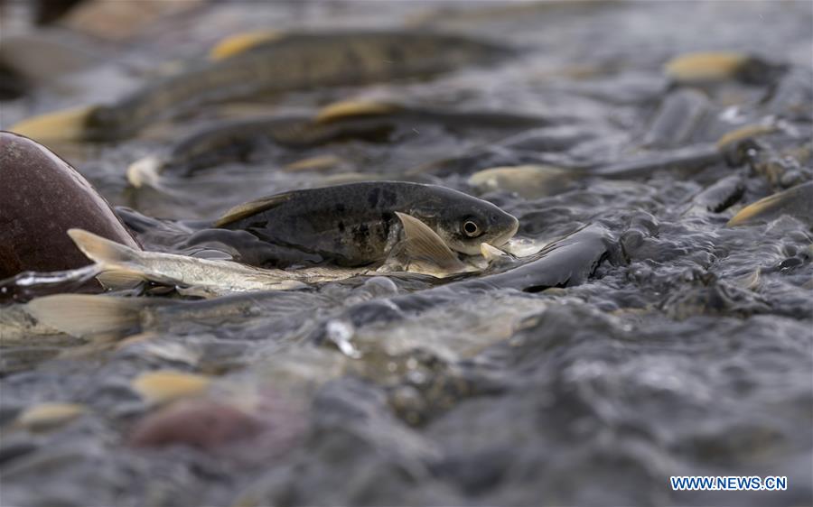 CHINA-QINGHAI-NAKED CARP-MIGRATION-SPAWNING (CN)