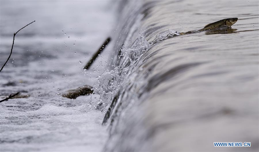 CHINA-QINGHAI-NAKED CARP-MIGRATION-SPAWNING (CN)