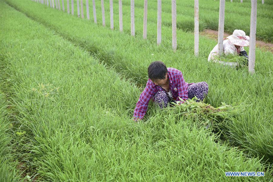 #CHINA-LESSER HEAT-FARMING (CN)