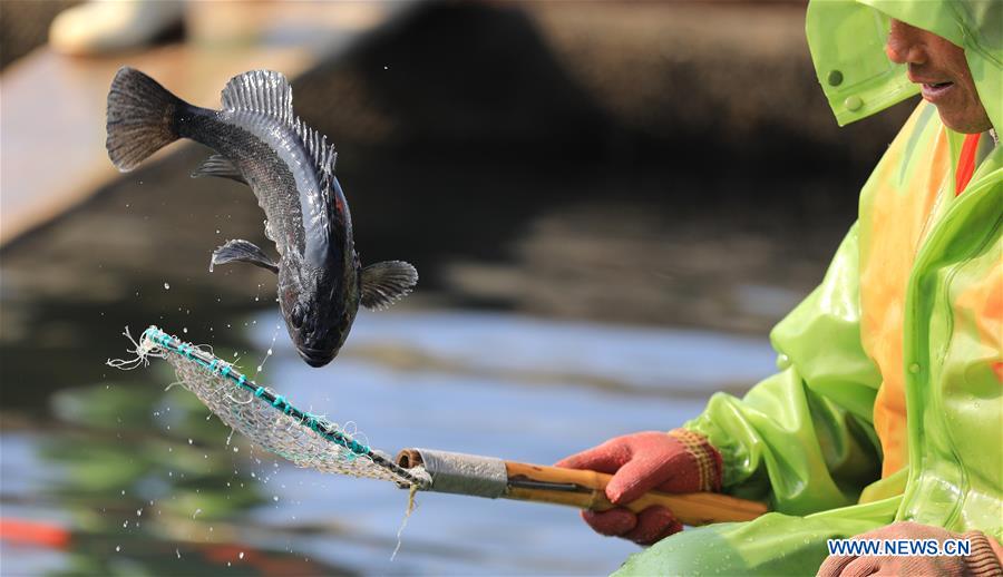 CHINA-DALIAN-CHANGHAI-FISH HARVEST(CN)