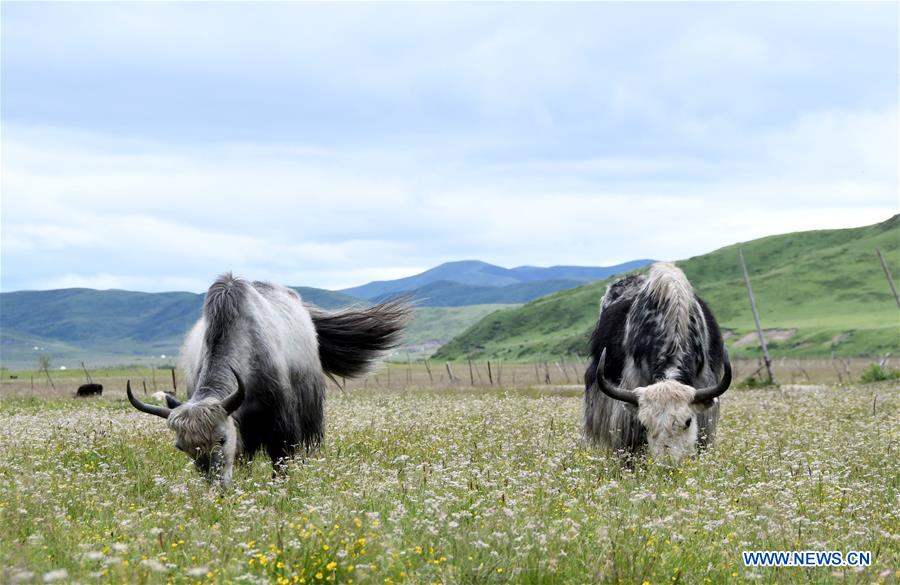 CHINA-SICHUAN-POVERTY ALLEVIATION-YAK-INDUSTRY (CN)