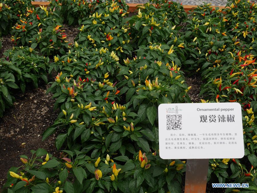 (BeijingCandid)CHINA-BEIJING-HORTICULTURAL EXPO (CN)