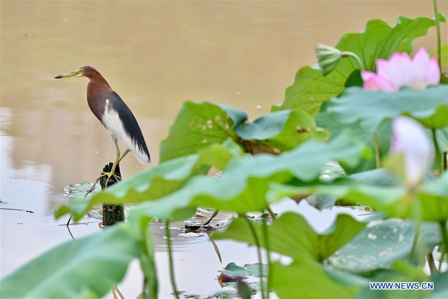 CHINA-FUJIAN-FUZHOU-LOTUS (CN)