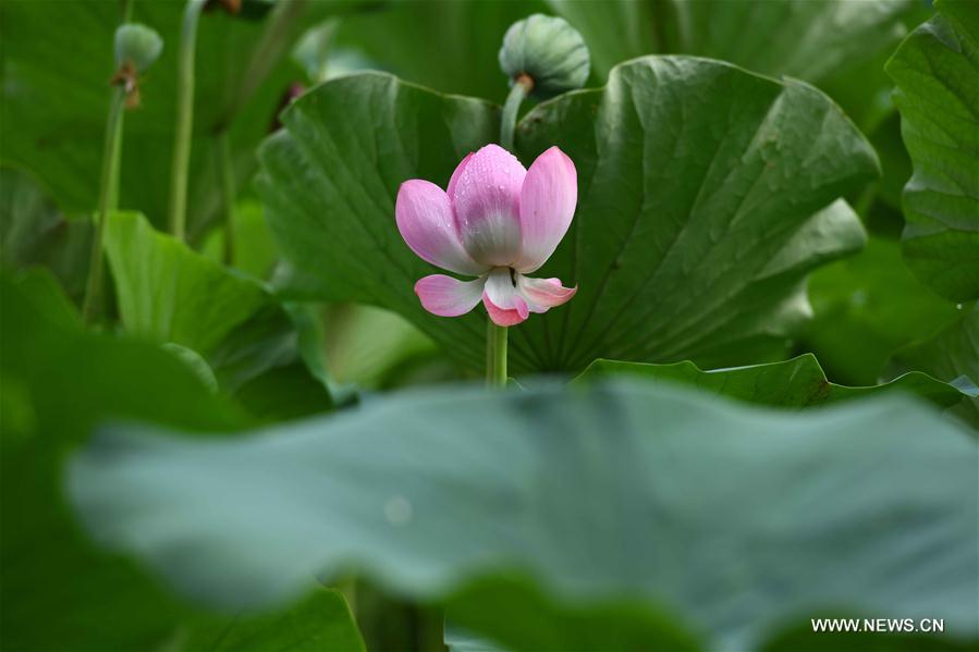 #CHINA-HEBEI-SHIJIAZHUANG-LOTUS (CN)