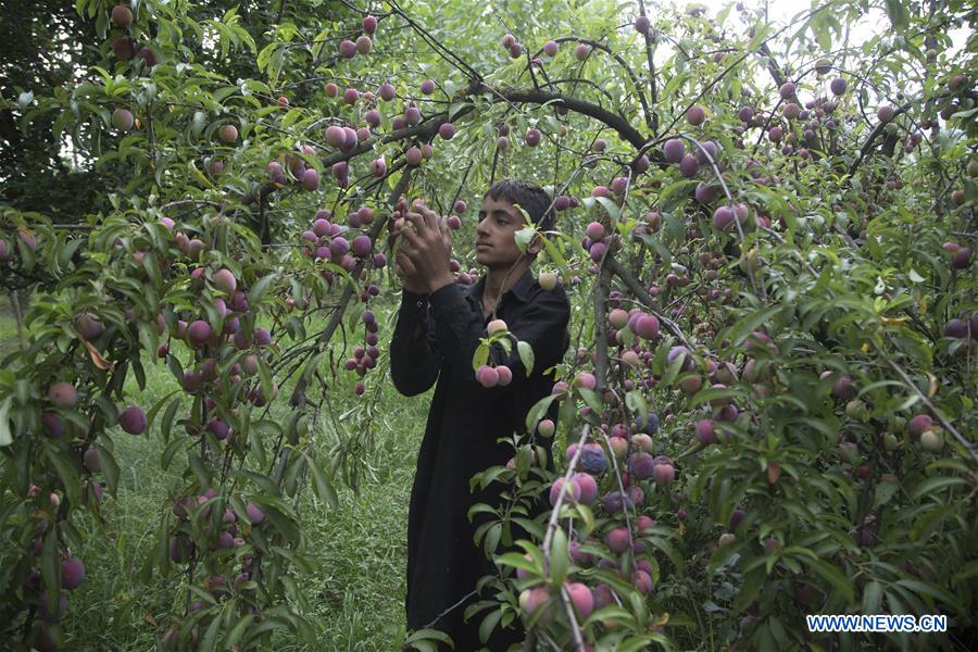 KASHMIR-SRINAGAR-PLUM HARVEST