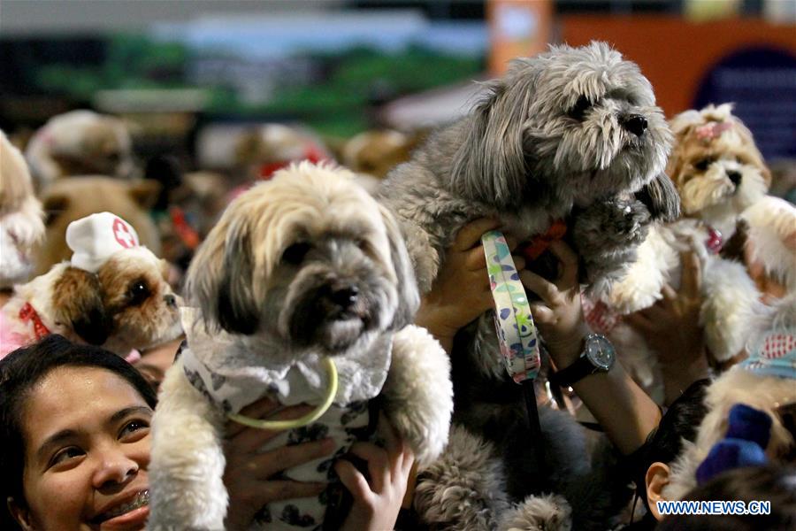 PHILIPPINES-PASAY-DOG AND CAT EXPO