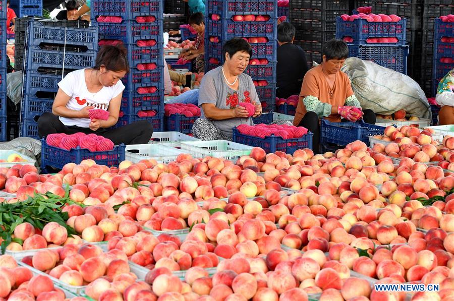 CHINA-HEBEI-LAOTING-PEACH-RURAL ECONOMY (CN)