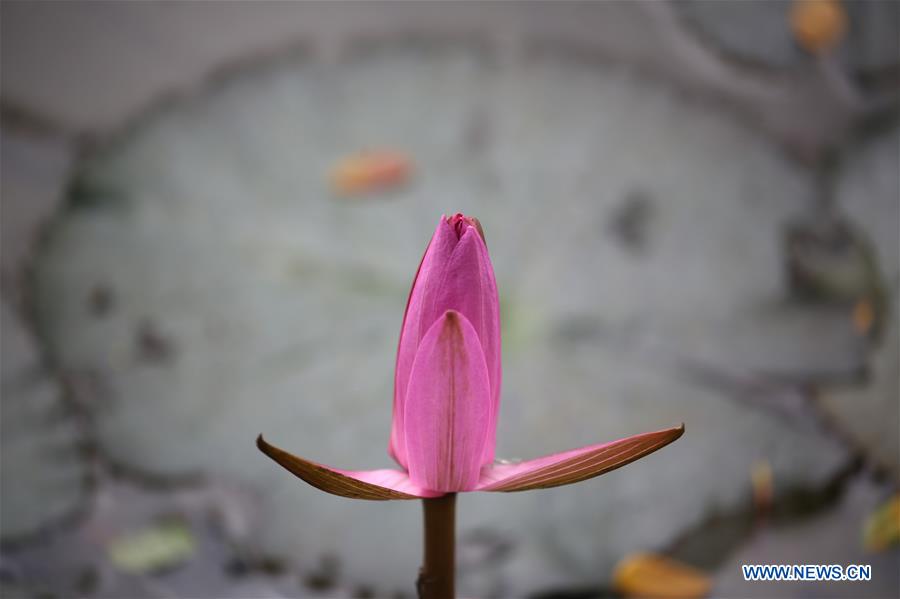 MYANMAR-YANGON-LOTUS FLOWER