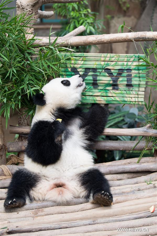 MALAYSIA-KUALA LUMPUR-GIANT PANDA CUB-NAMING-YI YI