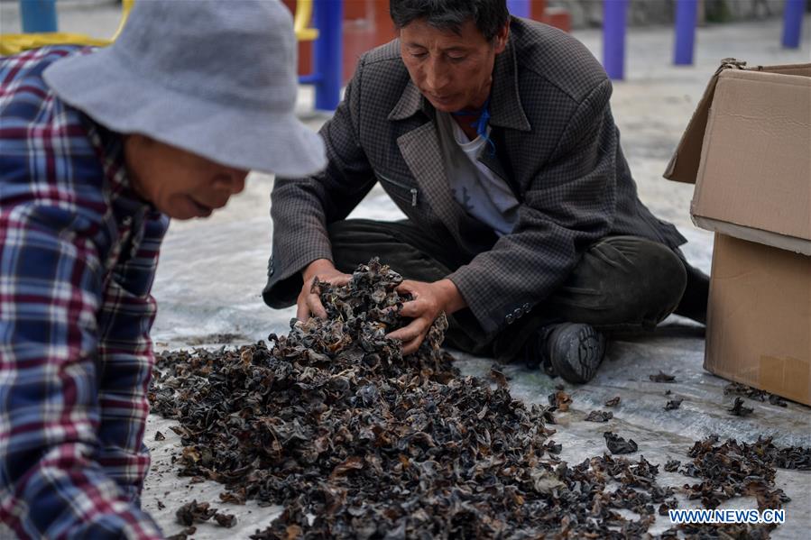 CHINA-SICHUAN-RANGTANG-WOOD EAR (CN)