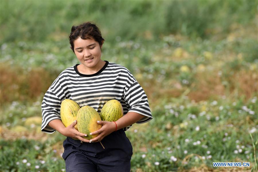 CHINA-XINJIANG-KASHGAR-CANTALOUPE (CN)