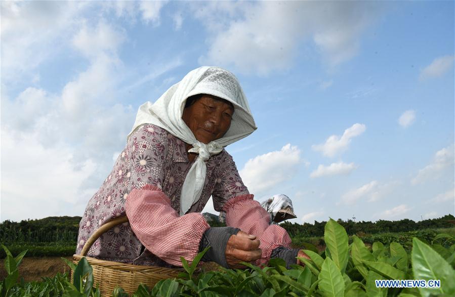 CHINA-SHANDONG-RIZHAO-TEA LEAF PICKING (CN)