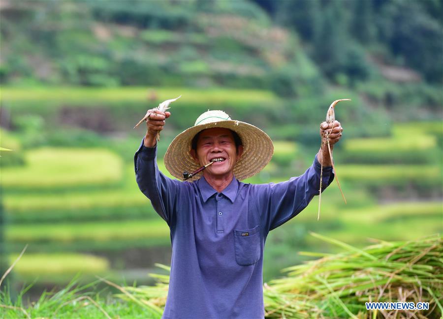 CHINA-GUANGXI-PADDY RICE-HARVEST (CN)