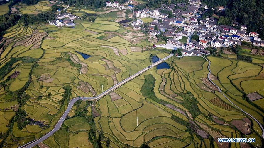 CHINA-HUNAN-HUAYUAN COUNTY-RICE FIELD-AUTUMN SCENERY (CN)