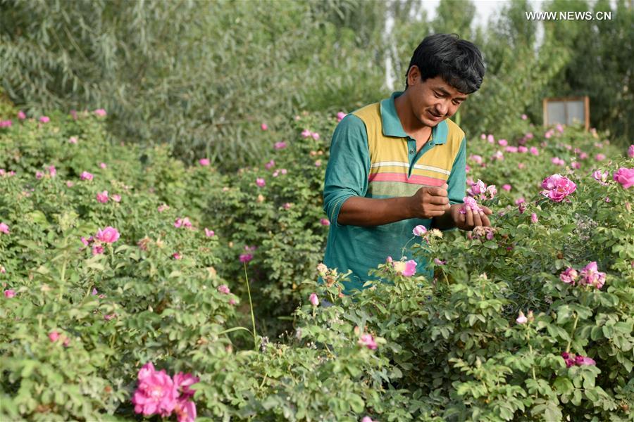 CHINA-XINJIANG-POVERTY ALLEVIATION (CN)