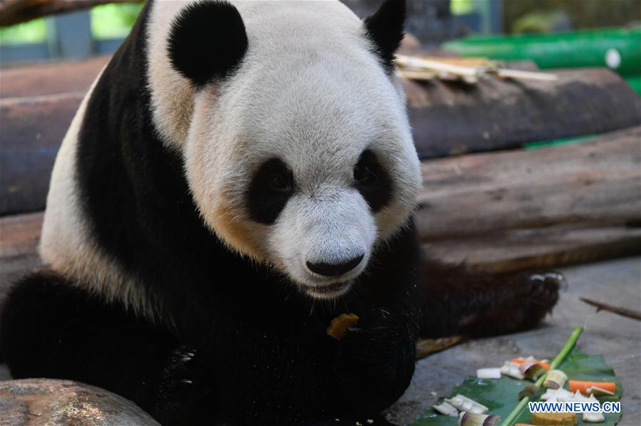 CHINA-HAIKOU-MID-AUTUMN FESTIVAL-PANDA (CN)