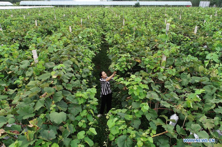 CHINA-SHAANXI-XI'AN-GRAPE PLANTING (CN)