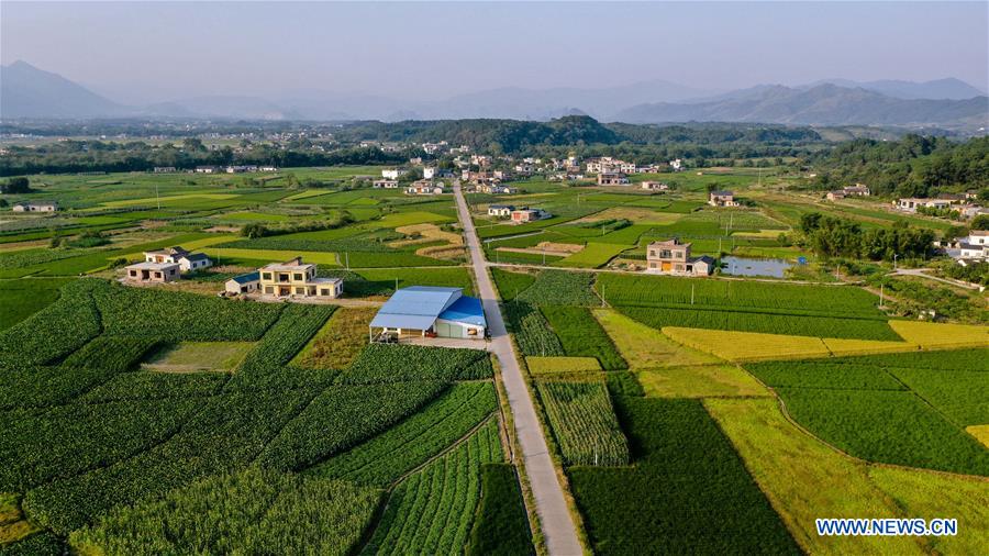 CHINA-GUANGXI-GONGCHENG-FIELDS-SCENERY (CN)