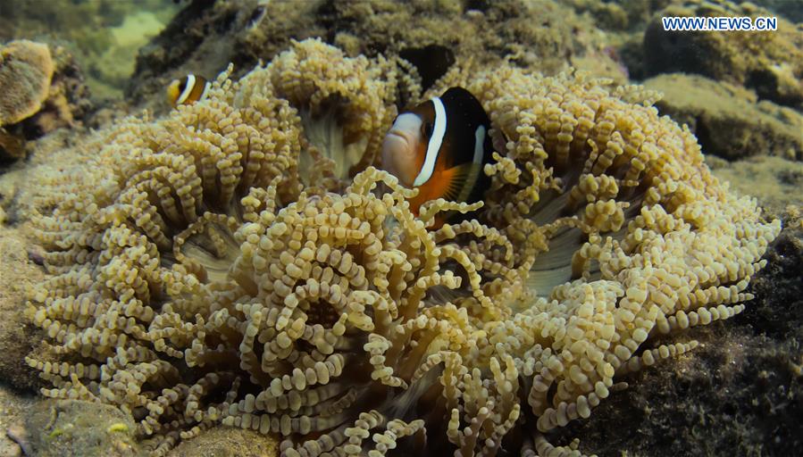 CHINA-HAINAN-LINGSHUI-CORAL REEF (CN)