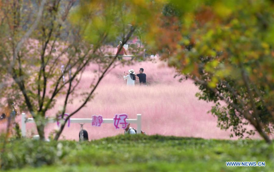 CHINA-JIANGXI-NANCHANG-PINK GRASS-TOURISM (CN)