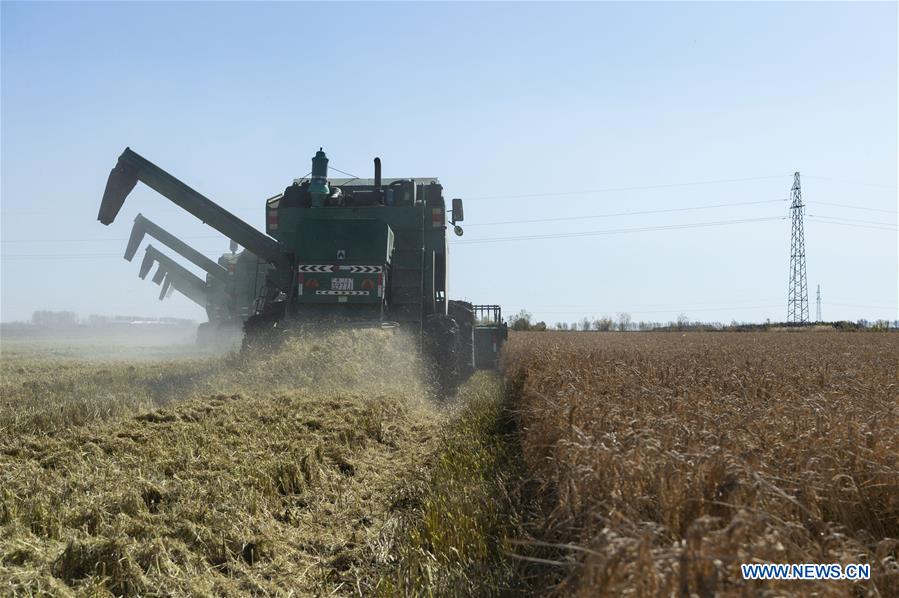 CHINA-HEILONGJIANG-TONGJIANG-HARVEST (CN)