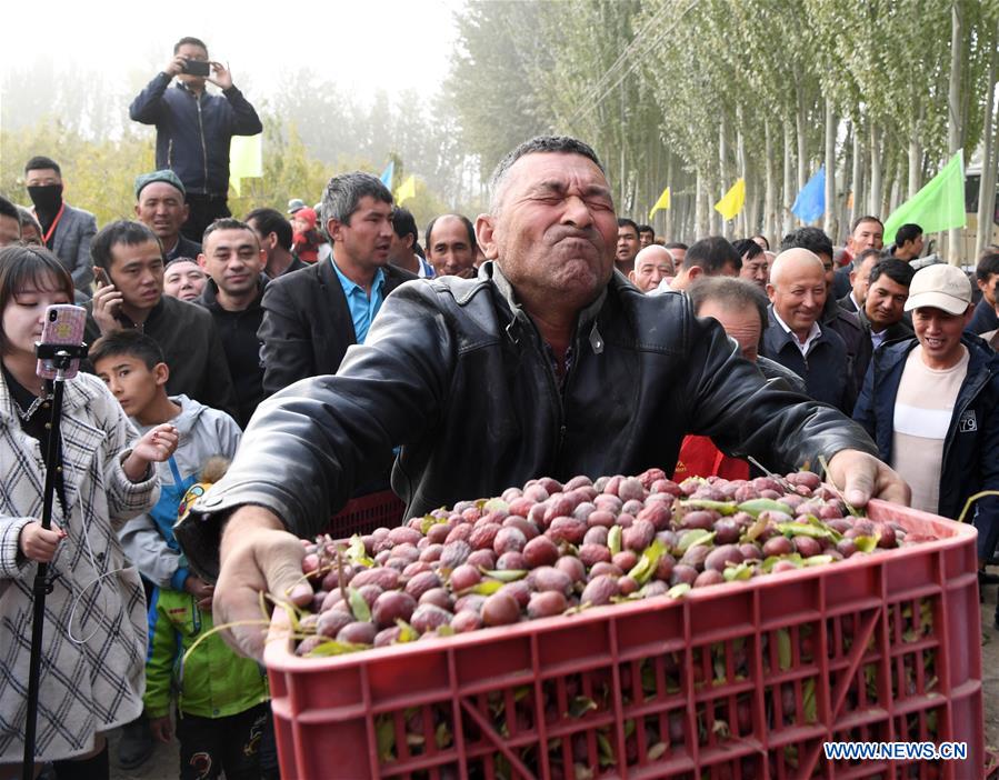 CHINA-XINJIANG-RED DATE-HARVEST (CN)