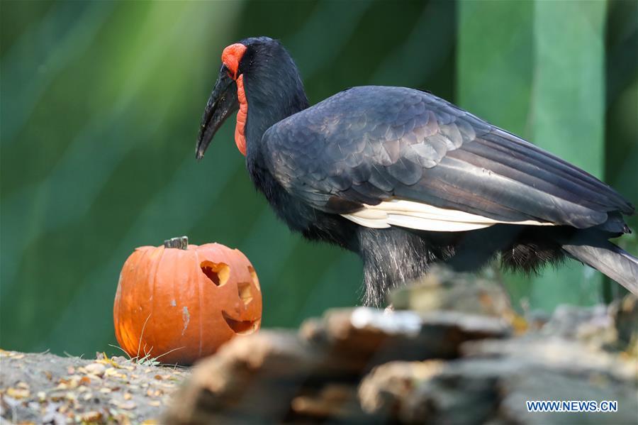 CROATIA-ZAGREB-ZOO-HALLOWEEN