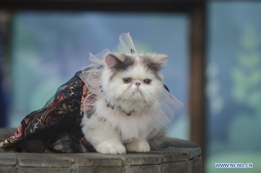 INDONESIA-BANDUNG-CAT-COSTUME-CONTEST