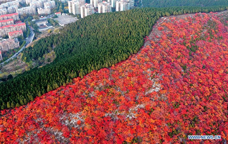 CHINA-SHANDONG-JINAN-AUTUMN SCENERY (CN)