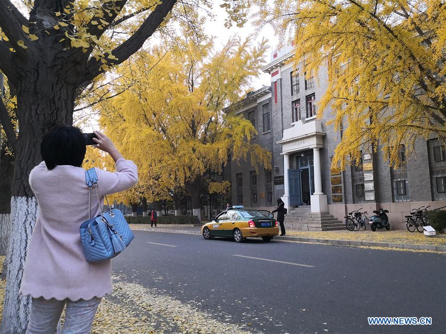 (BeijingCandid)CHINA-BEIJING-AUTUMN (CN)