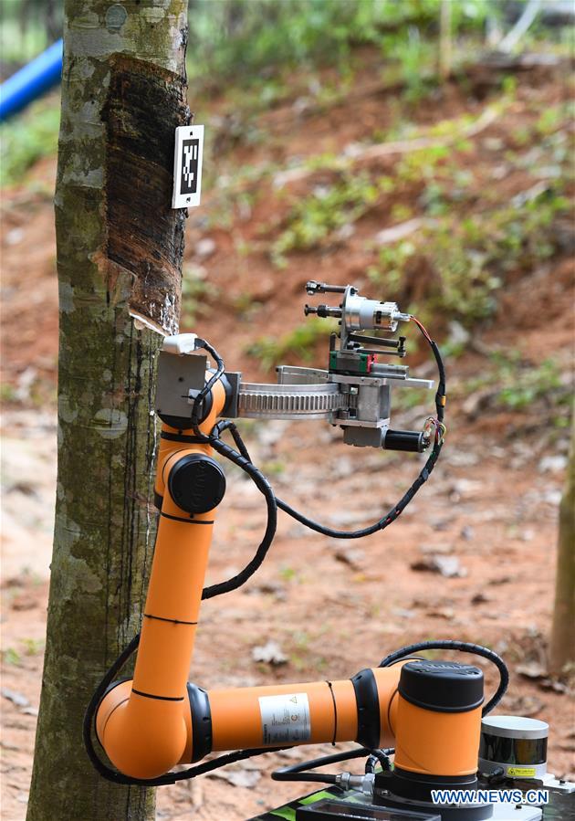 CHINA-HAINAN-RUBBER TAPPING ROBOT (CN)