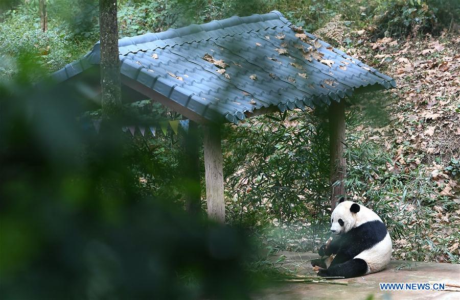 CHINA-SICHUAN-YA'AN-PANDA-RETURN (CN)