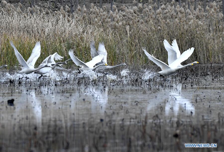 CHINA-JINAN-WETLAND-BIRDS (CN)