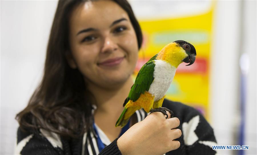 CANADA-TORONTO-CHRISTMAS PET SHOW