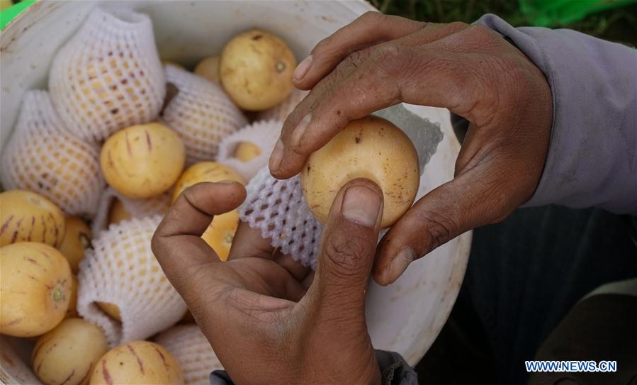 CHINA-YUNNAN-POVERTY ALLEVIATION-PEPINO MELON-INDUSTRY (CN)