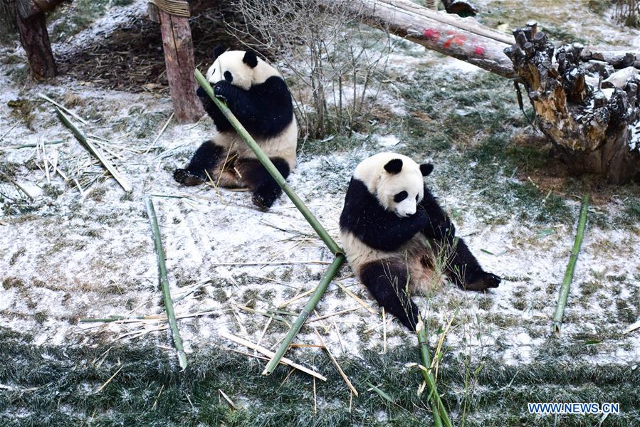 CHINA-QINGHAI-XINING-GIANT PANDA-SNOW (CN)